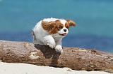CAVALIER KING CHARLES 130